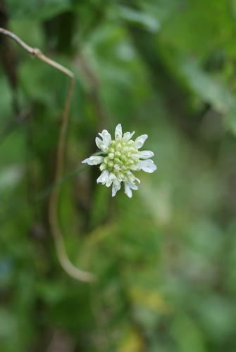Knautia tatarica, photograph 3