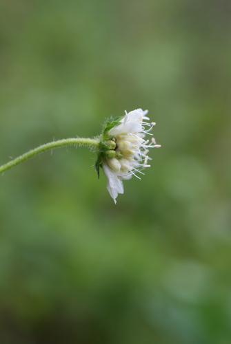 Knautia tatarica, photograph 6