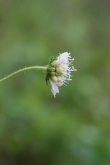 Knautia tatarica, photograph (c) Роман Шестеров, some rights reserved (CC BY)