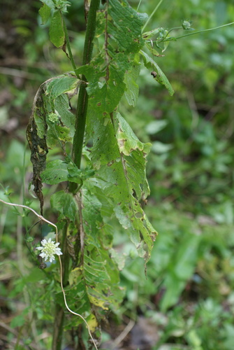 Knautia tatarica, photograph 5