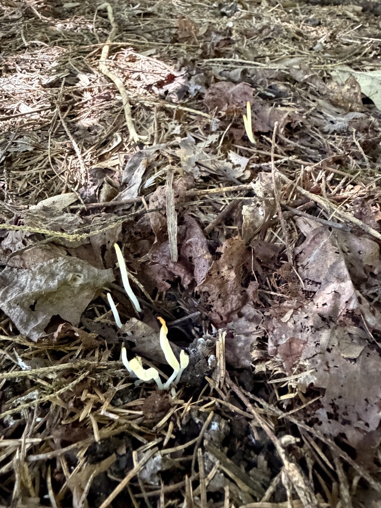Fairy Fingers · August 2026 · photo: Photo: (c) Julie Travaglini, some rights reserved (CC BY) · iNaturalist