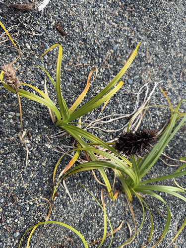 big-head sedge