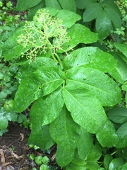Sambucus racemosa racemosa