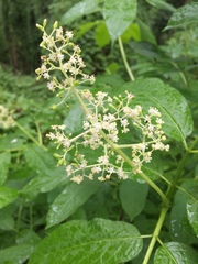 Sambucus racemosa racemosa