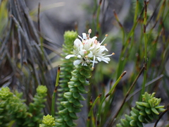 Agathosma apiculata