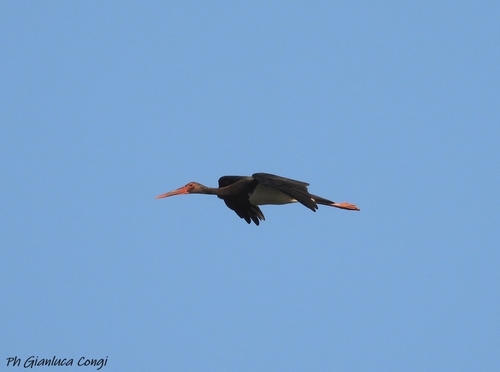 Black Stork