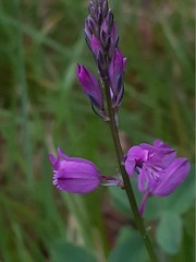 Polygala nicaeensis