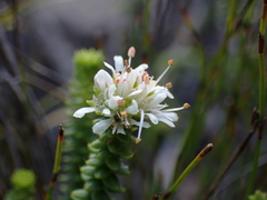 Agathosma apiculata