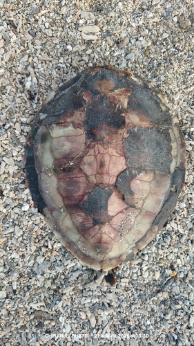 Green Sea Turtle