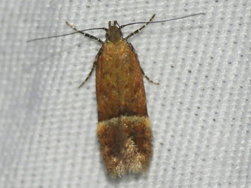Eudactylota iobapta photo 3