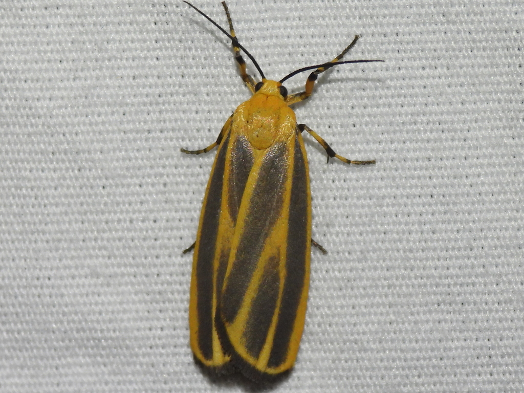 Cadaver Lichen Moth