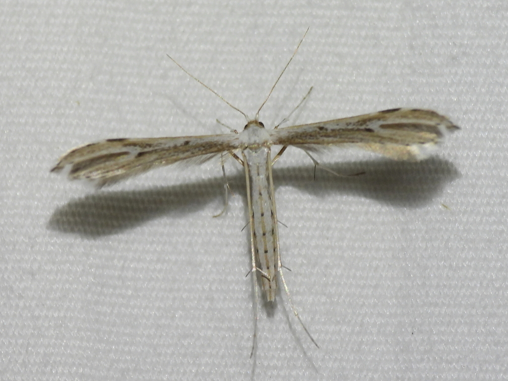 Chihuahuan Desert Plume Moth