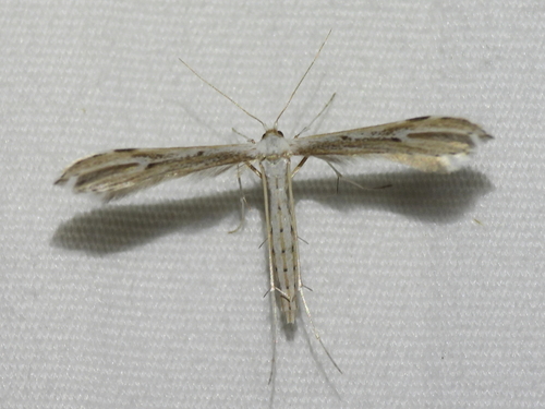 Chihuahuan Desert Plume Moth