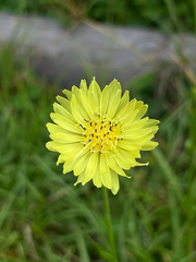 Pyrrhopappus carolinianus, photograph (c) CScott, some rights reserved (CC BY)