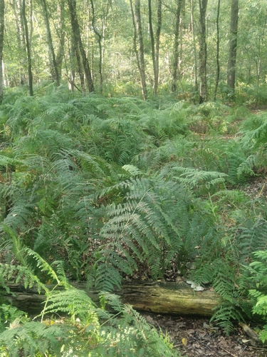 Pteridium aquilinum aquilinum