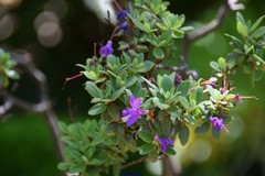 Rhododendron hippophaeoides