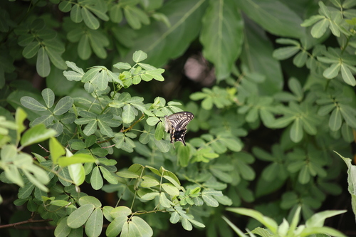 Chinese Yellow Swallowtail