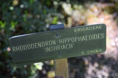 Rhododendron hippophaeoides