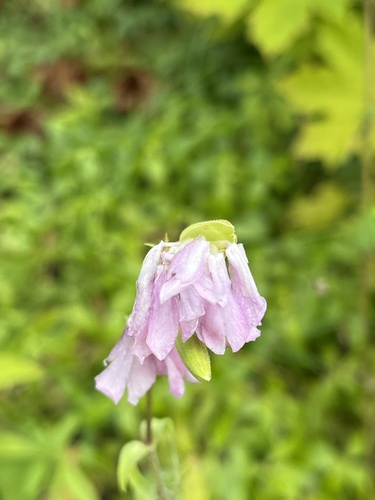 common soapwort