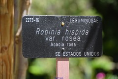 Robinia hispida rosea