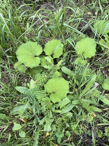 colt's-foot
