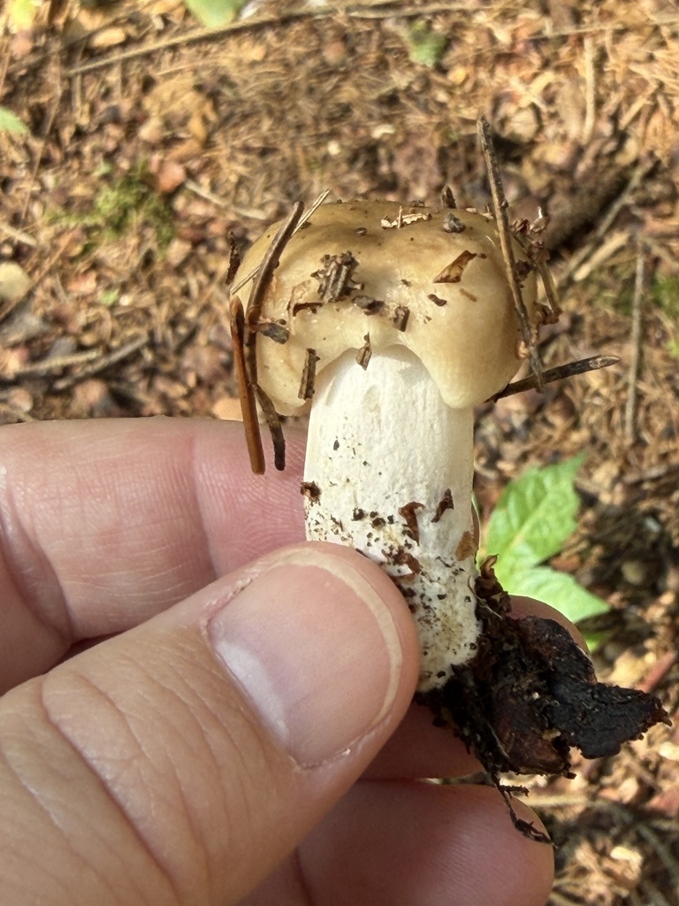 Almond-scented Russula · August 2026 · photo: Photo: (c) Julie Travaglini, some rights reserved (CC BY) · iNaturalist