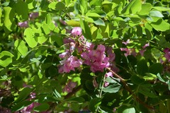 Robinia hispida rosea