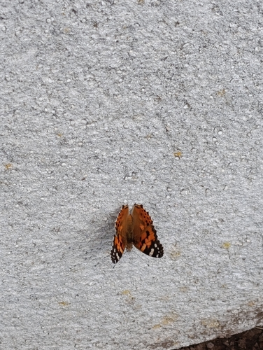 Painted Lady