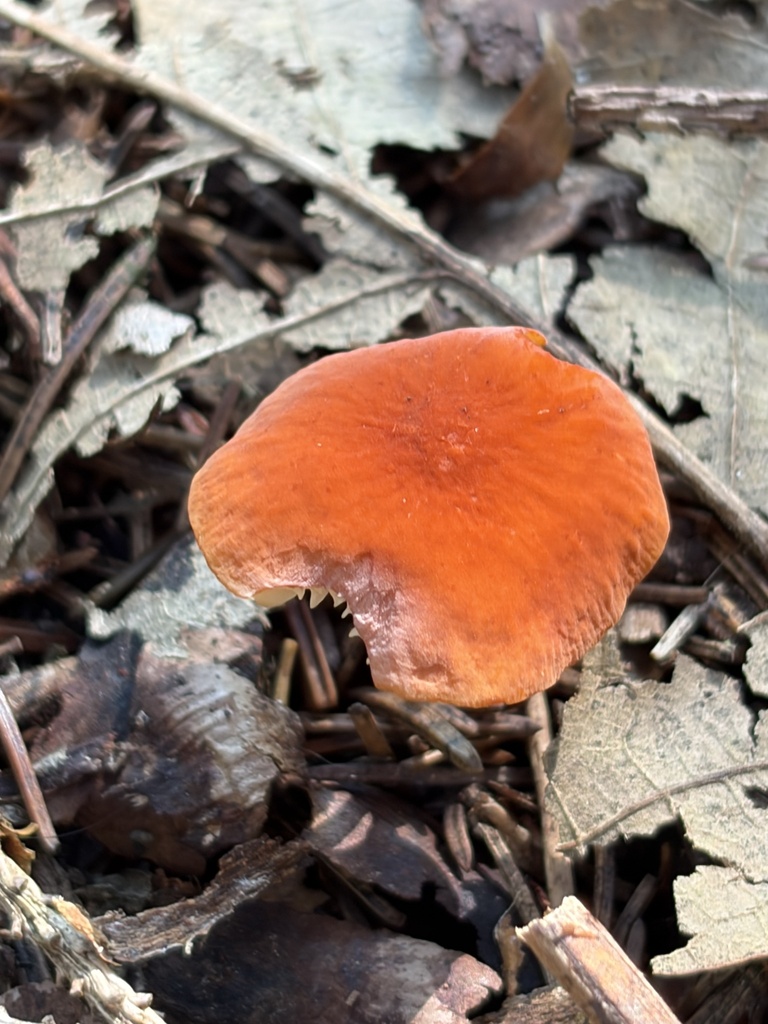 Marasmius sullivantii · August 2026 · photo: Photo: (c) Julie Travaglini, some rights reserved (CC BY) · iNaturalist