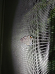 Luthrodes pandava peripatria