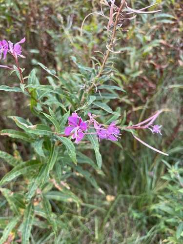 fireweed