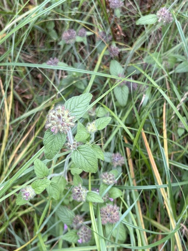 Wild Basil