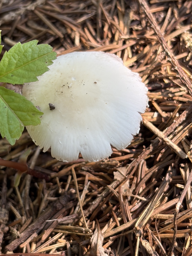 Pale Brittlestem · August 2026 · photo: Photo: (c) Julie Travaglini, some rights reserved (CC BY) · iNaturalist