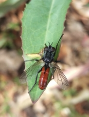 Cylindromyia bicolor