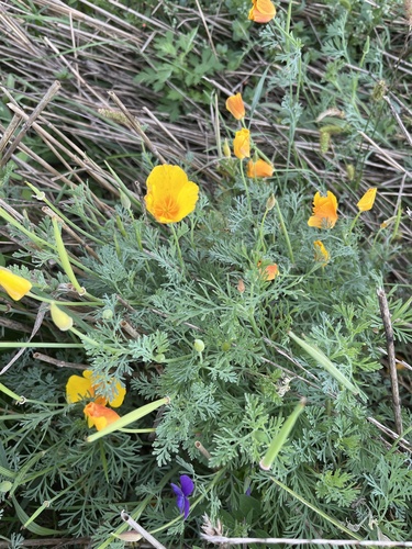California poppy
