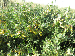 Acmispon dendroideus traskiae