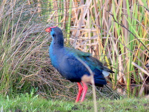 iNaturalist image