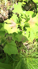 Smallanthus uvedalia