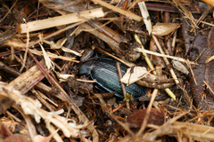 Carabus monilis