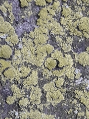 Fungi