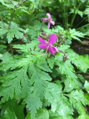 Geranium reuteri