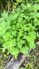 Smallanthus uvedalia
