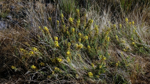 Ulex minor, photograph 5