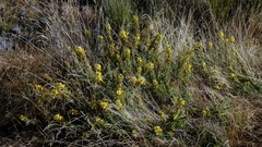 Ulex minor, photograph author not stated, no rights reserved