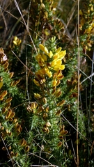 Ulex minor, photograph author not stated, no rights reserved