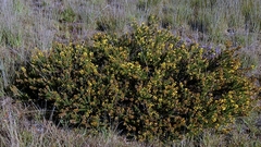 Ulex minor, photograph author not stated, no rights reserved