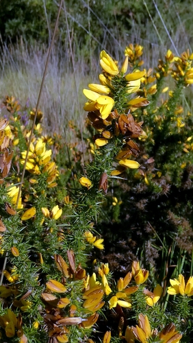 Ulex minor, photograph 4