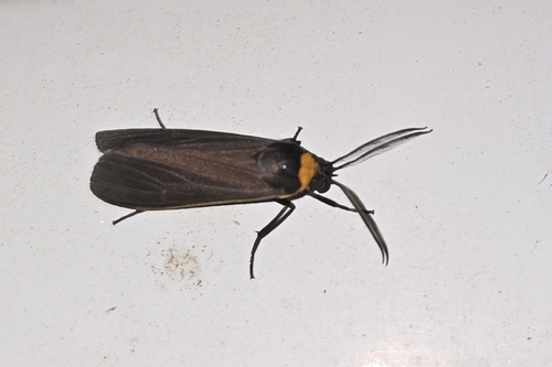 Yellow-collared Scape Moth
