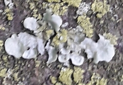 Fungi