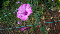 Convolvulus althaeoides althaeoides